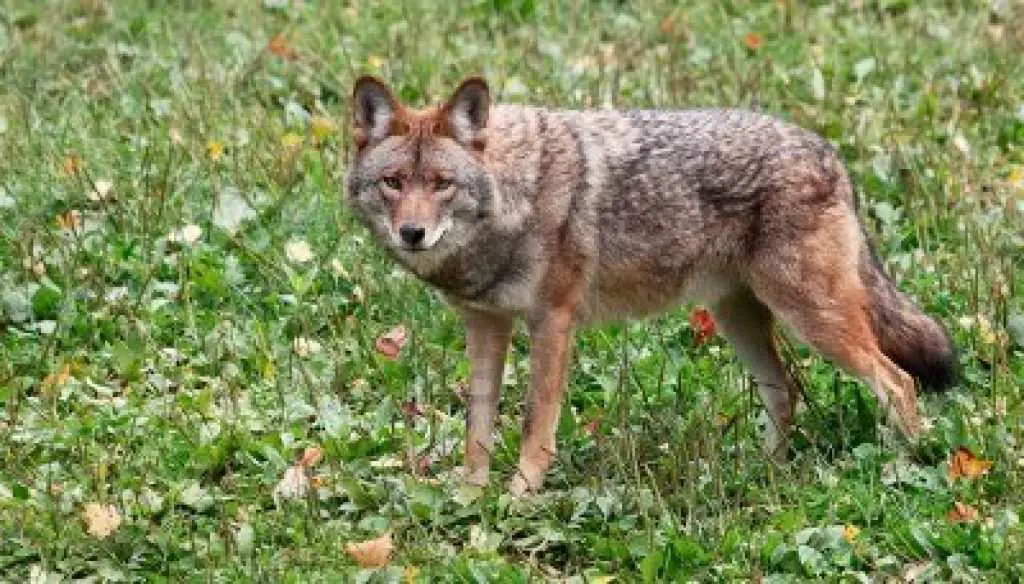 How to Hunt Coyotes A Savvy Guide for 2020