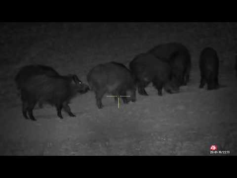 Wild Boar Hunting with ATN X-Sight 4k PRO 5-20x