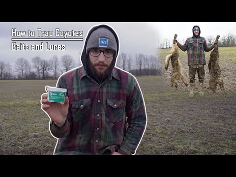 COYOTE TRAPPING | Our Favorite BAIT and LURE