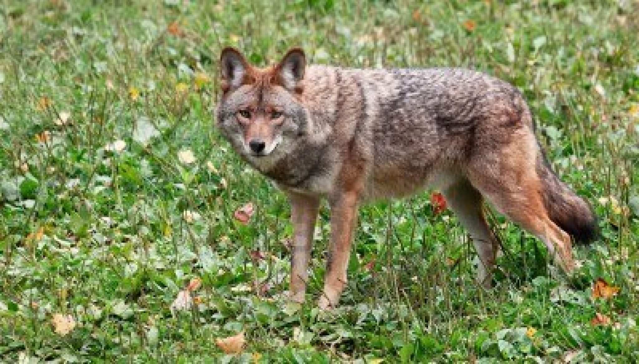 How To Hunt Coyotes The Comprehensive Guide (2023)