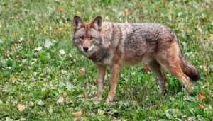how to hunt coyotes