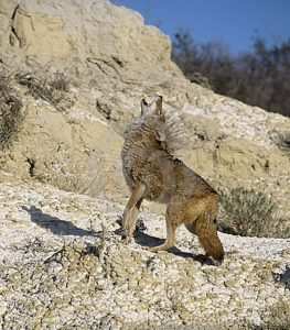 Coyote Calls - Drawing Coyotes In