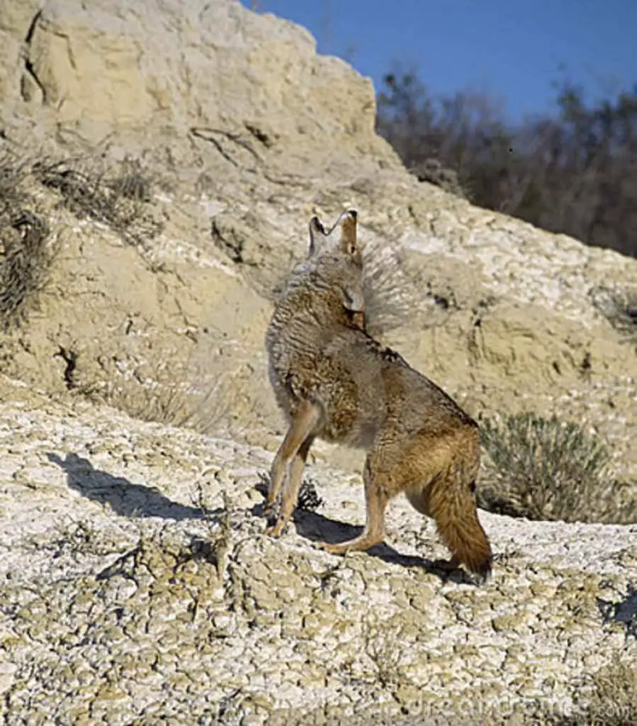 Coyote Calls Drawing Coyotes In Coyote Hunting