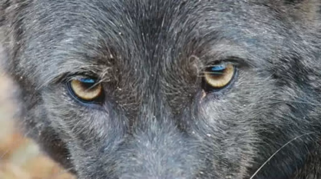 How to Hunt Coyotes – The Comprehensive Guide (2023)