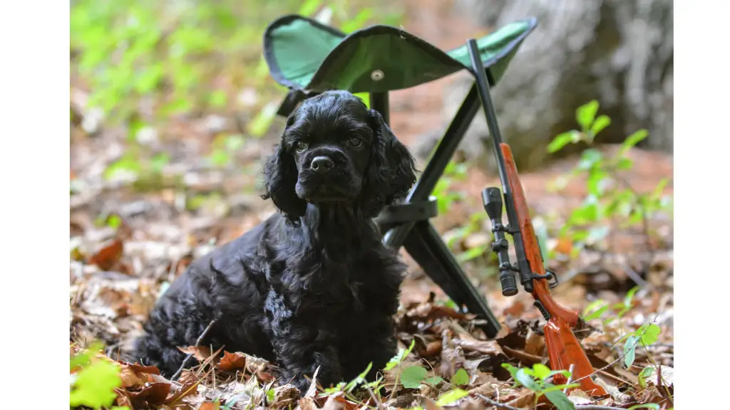 Coyote Hunting Gear - The 10 Essentials