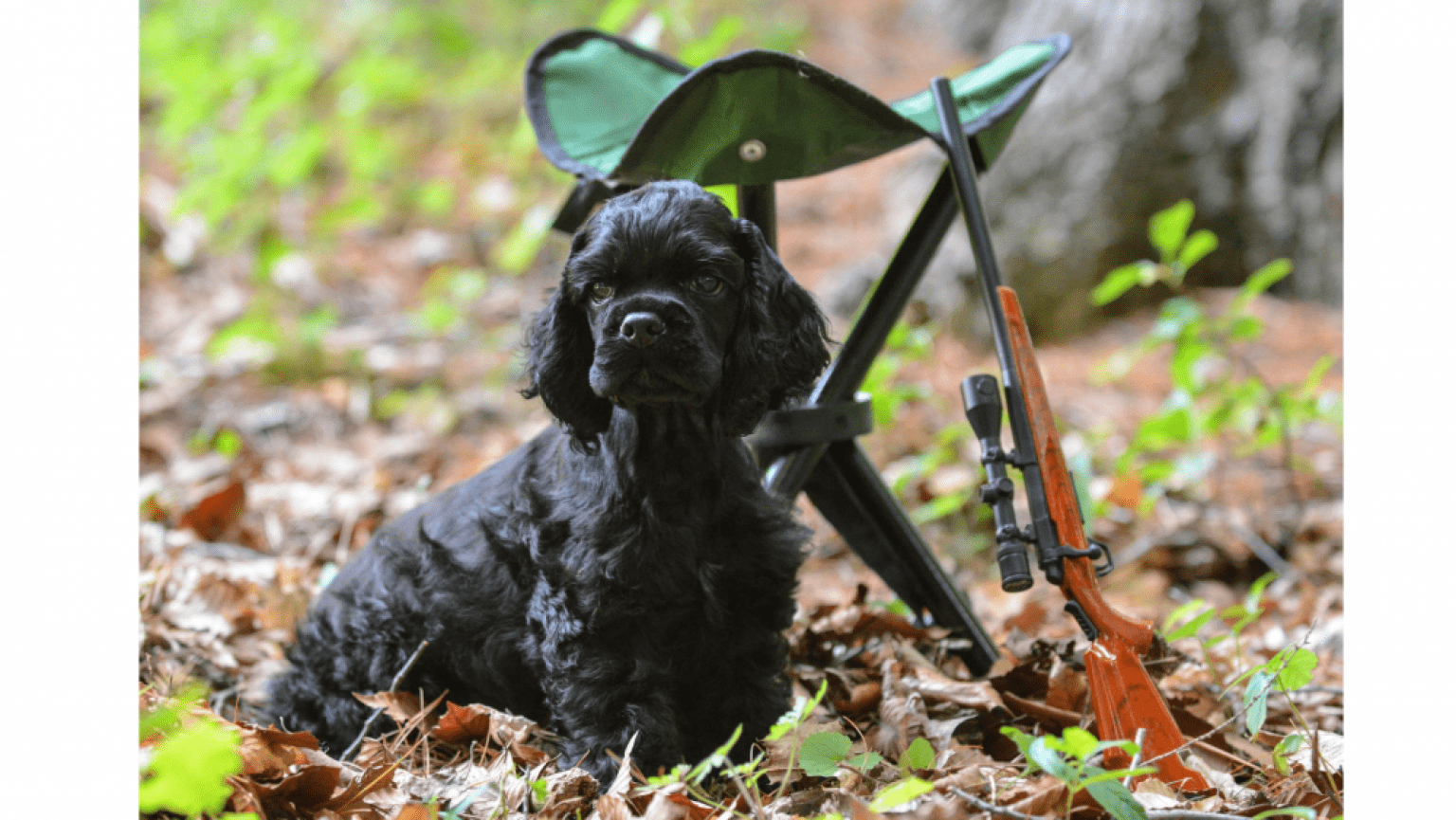 10 Essentials Coyote Hunting Gear You MUST Have Coyote Hunting