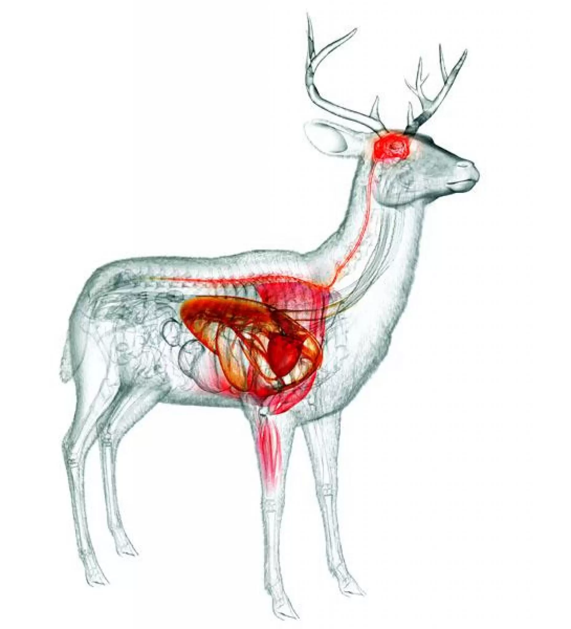 Олень как перенести. Пищеварительная система Северного оленя. Анатомия Северного оленя. Оленевые анатомия. Благородный олень анатомия.
