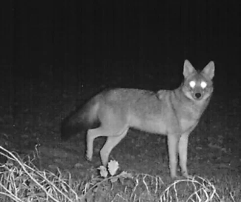 best light for coyote hunting at night - the illuminated eyes of a coyote