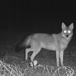 FOXPRO Fire Eye Scan Light VS FOXPRO Fire Fly Scan Light - NO BS Comparison.