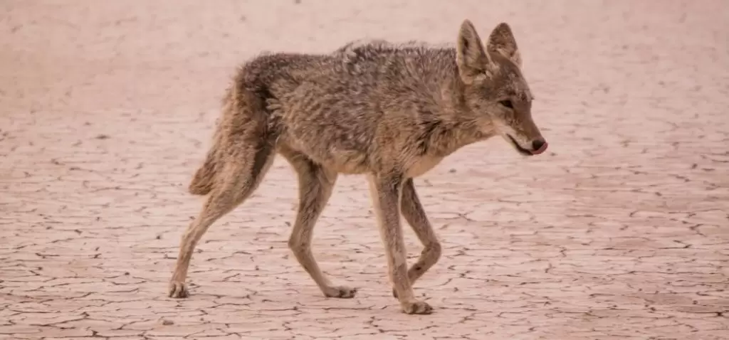 The Best Time of Day to Hunt Coyotes – Fast Guide