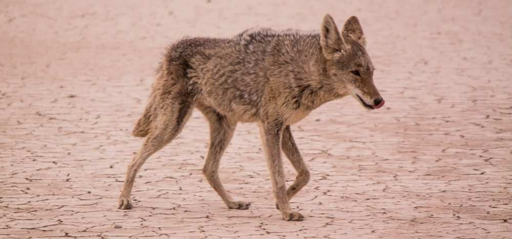 The Best Time of Day to Hunt Coyotes - Fast Guide - Coyote Hunting