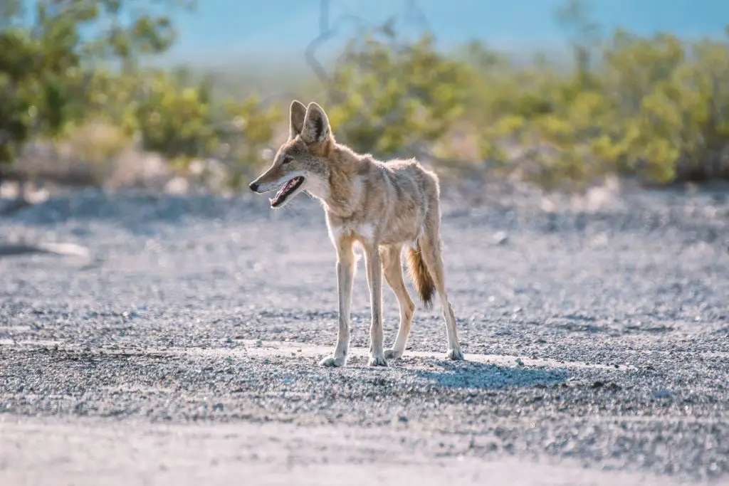 Best Time of Day to Hunt Coyotes