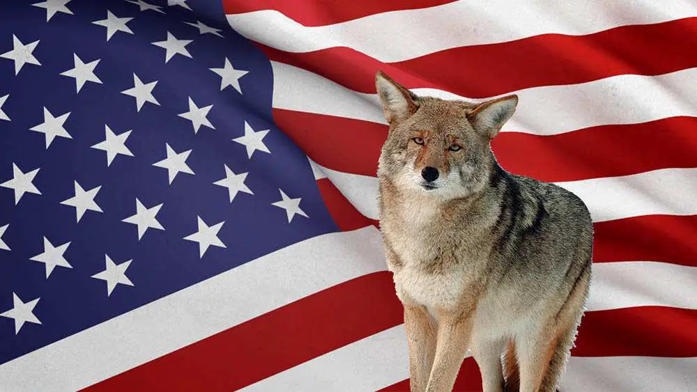 Where to hunt coyote