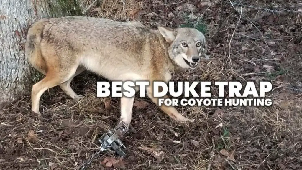 best duke trap for coyote hunting