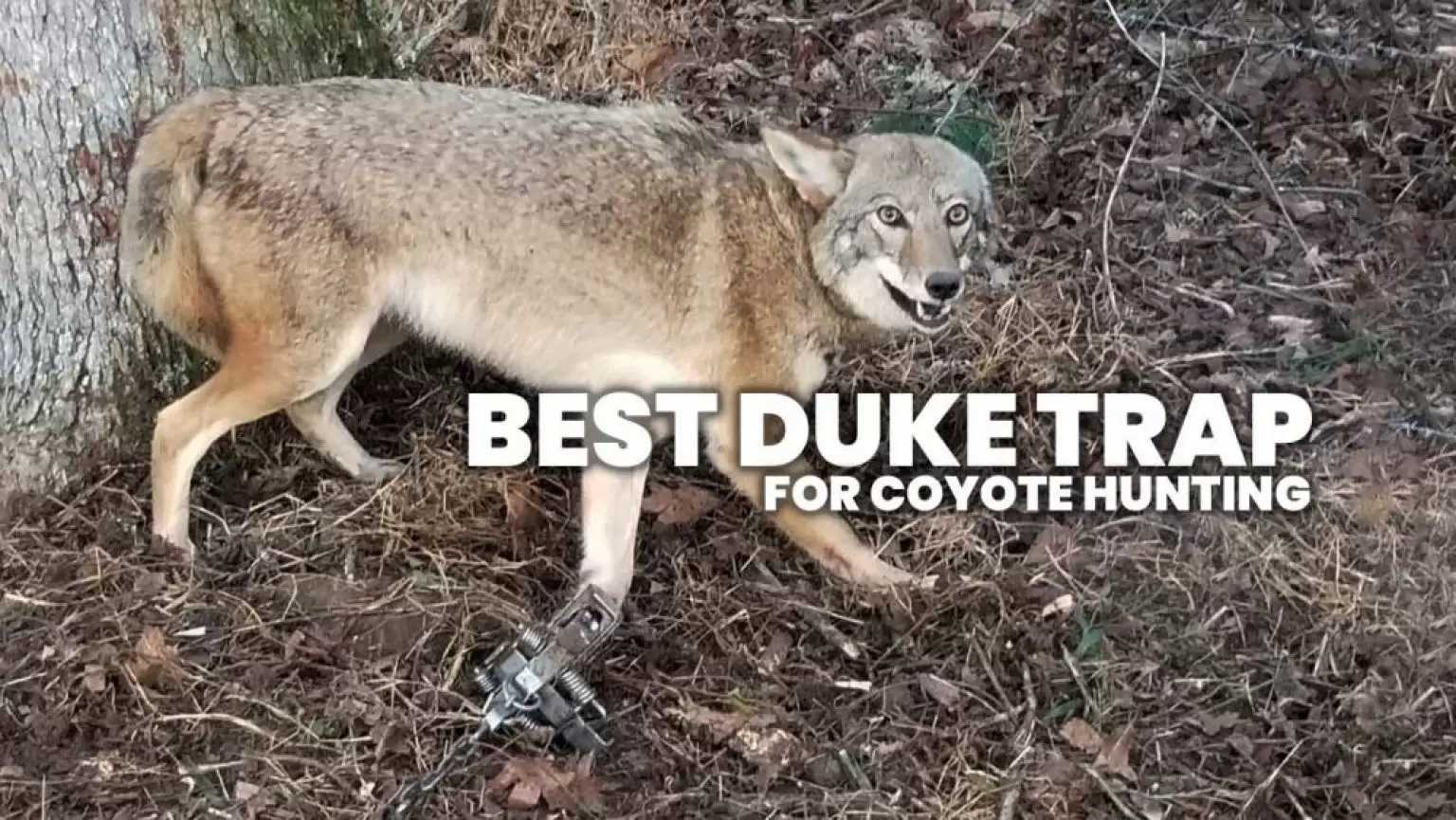 The Best Duke Trap for Coyote Hunting Coyote Hunting