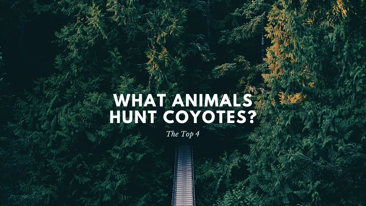 What Animals Hunt Coyotes?