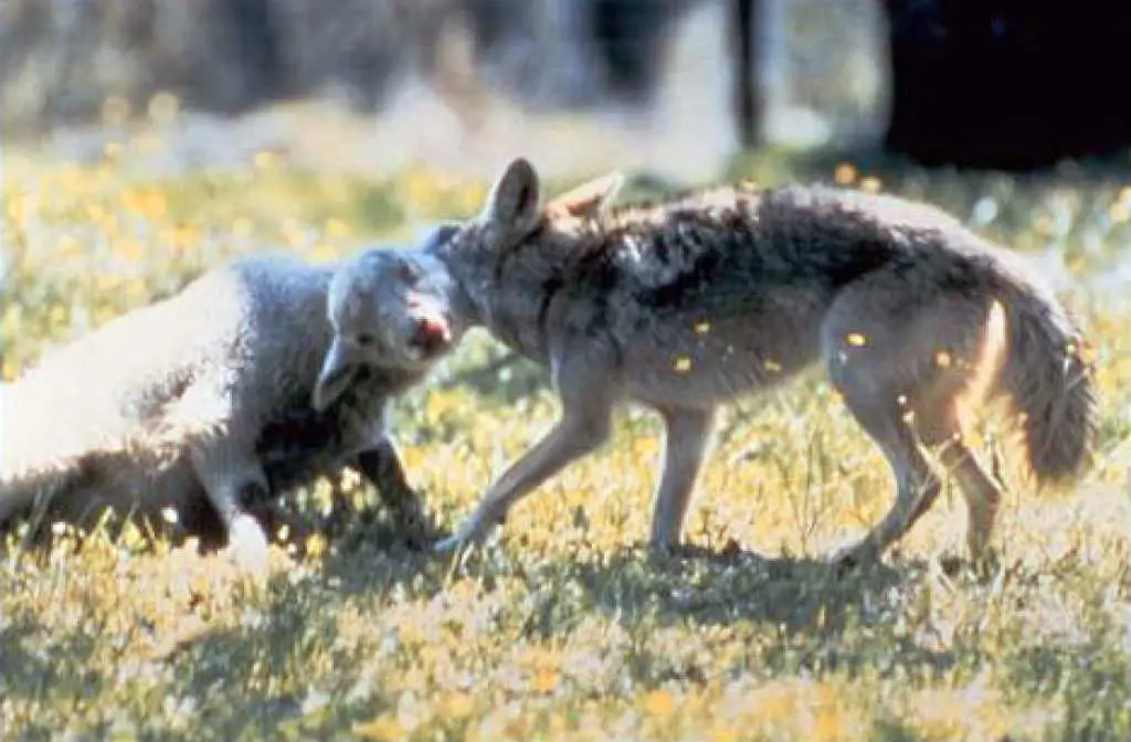 Why do people hunt coyotes?