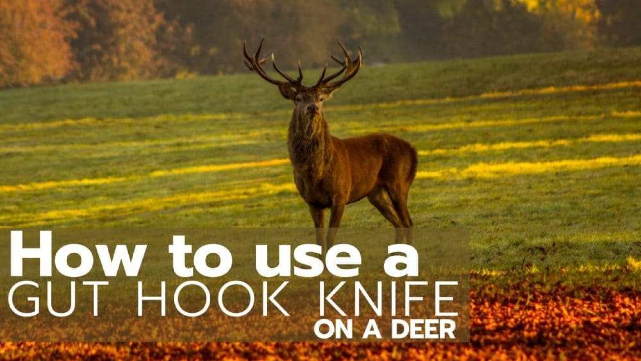 How to Use a Gut Hook Knife on a Deer? In 4 Easy Steps. Coyote Hunting