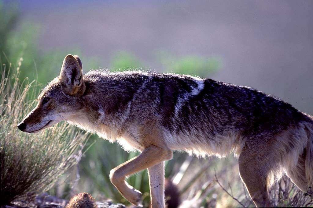 best shot size for coyote