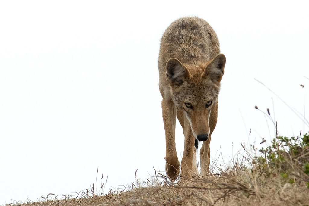 What is the Best Coyote Bait for Trapping - The 2 Best Bait Types!