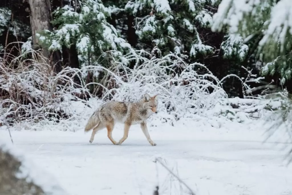 how to trap coyote in snow