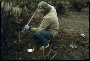 Best Coyote Bait for Trapping - Setting a Trap