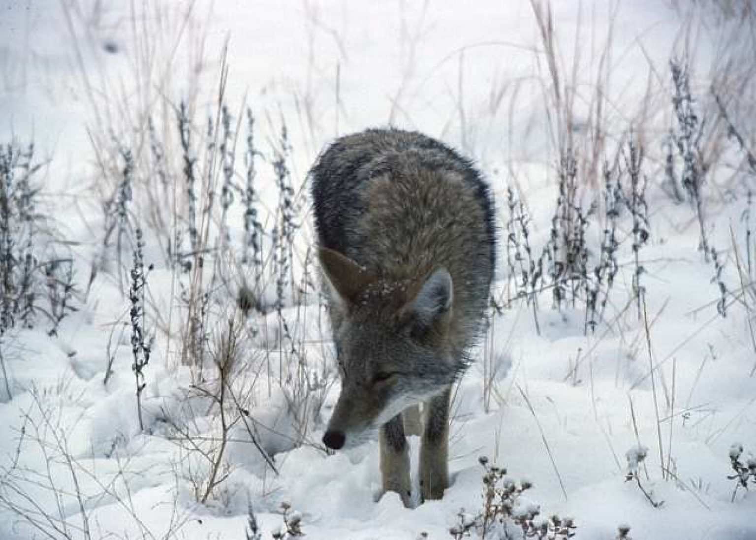 The Best Way To Trap Coyotes In Snow 4 Simple Steps Coyote Hunting