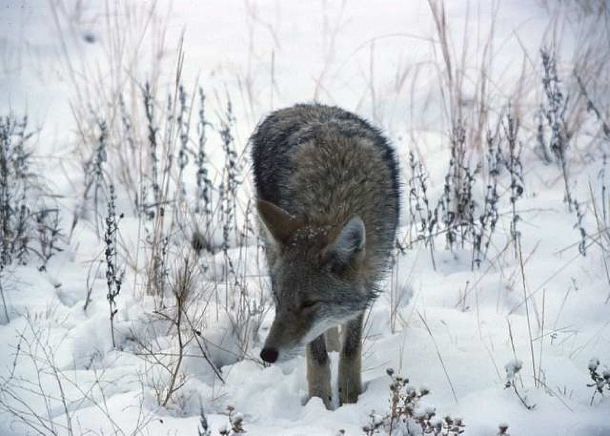 The Best Way To Trap Coyotes In Snow 4 Simple Steps Coyote Hunting