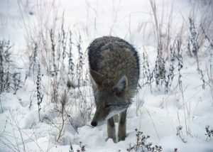 Best Way to Trap Coyotes In Snow