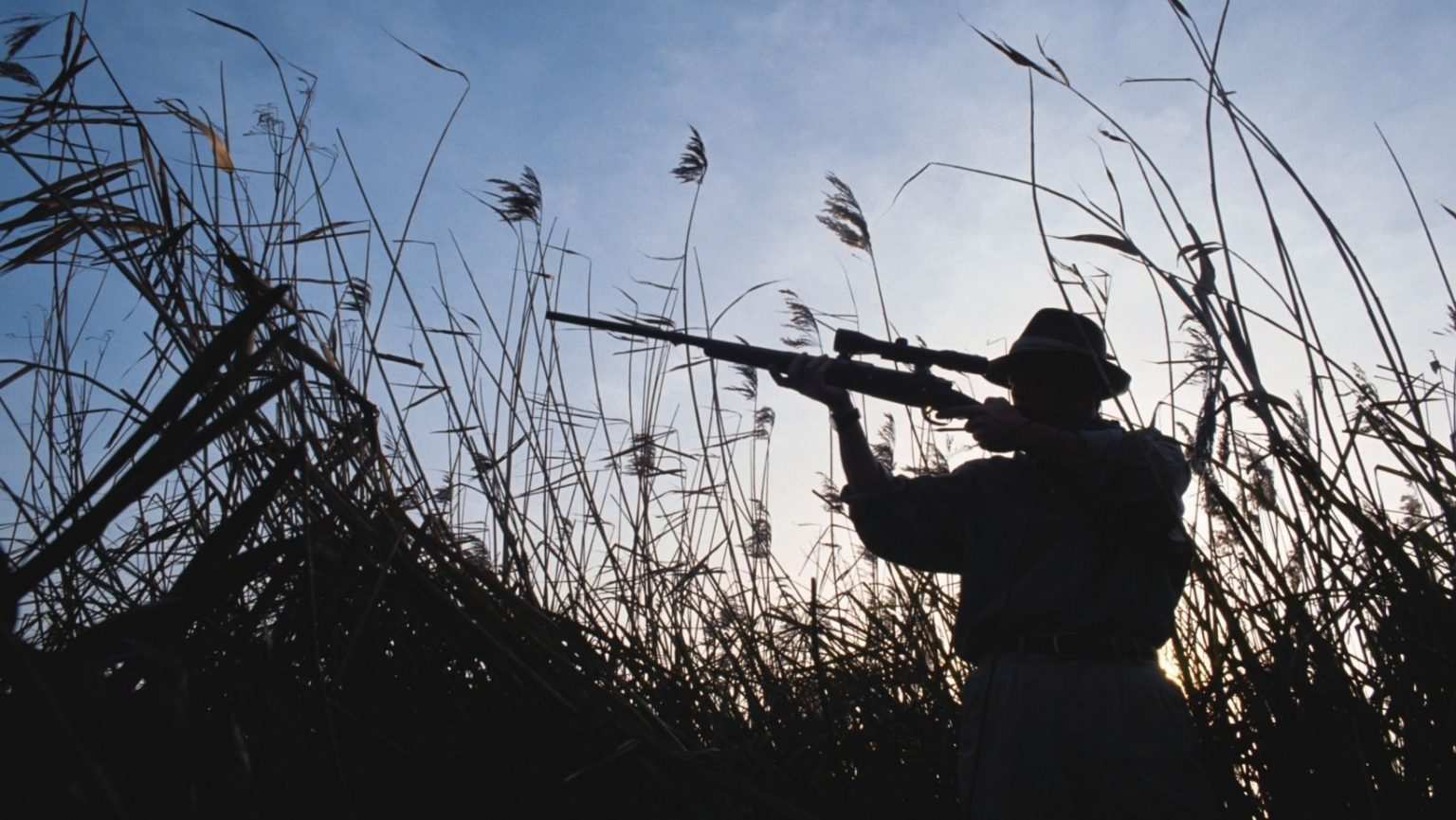 Best Night Vision Scope for Coyote Hunting Coyote Hunting