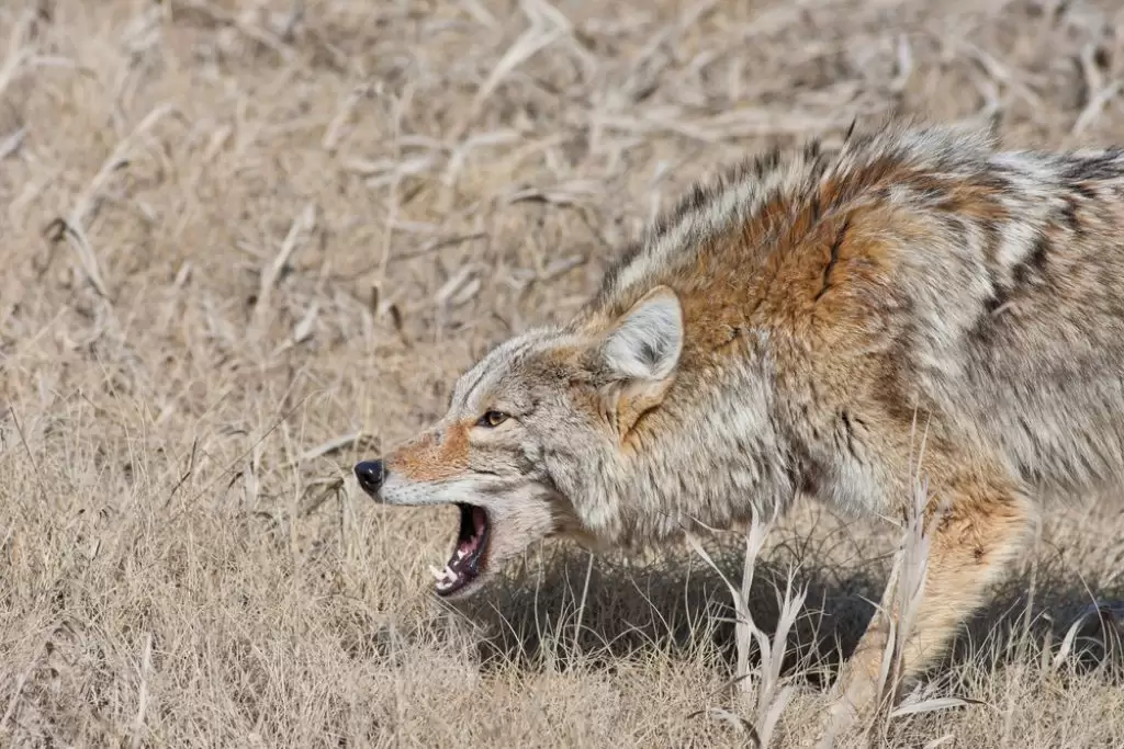 Best coyote bait for trapping