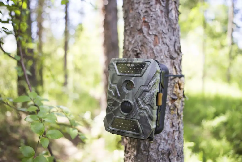 Is It Legal to Put Trail Cameras on Public Land?