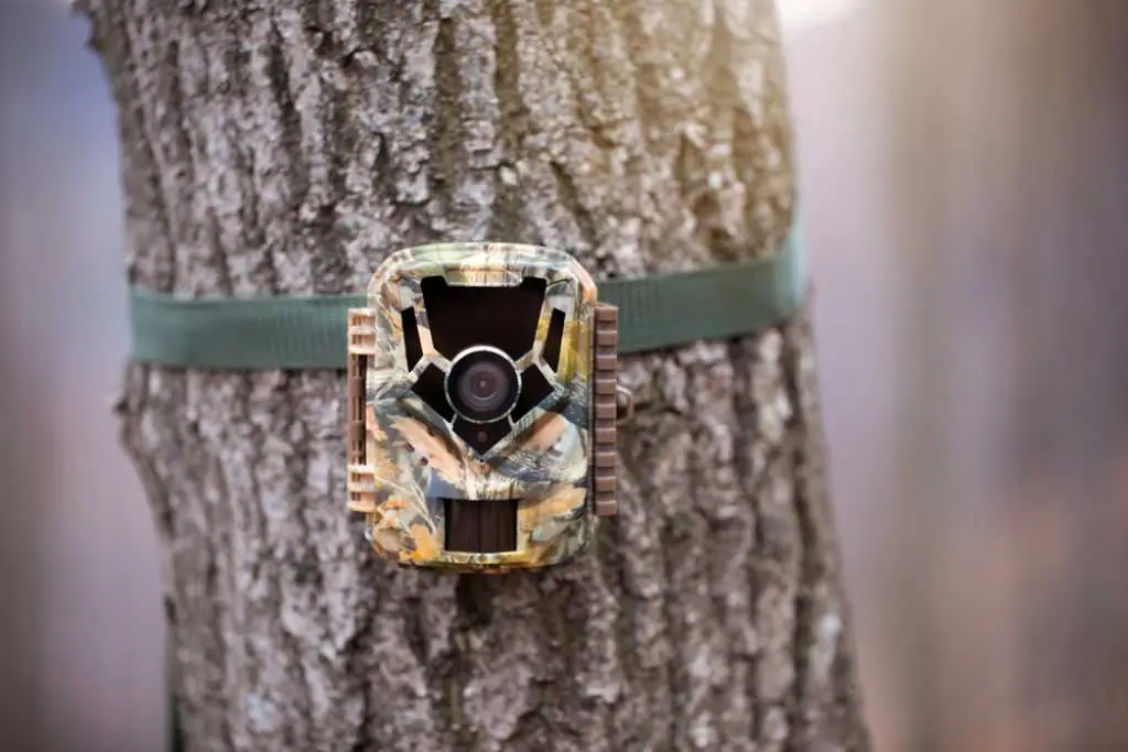 Is It Legal to Put Trail Cameras on Public Land? - A Guide