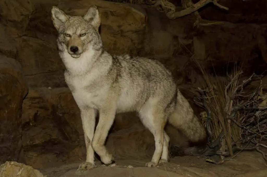 Wicked Lights A67iR Review - Hunting coyotes at night