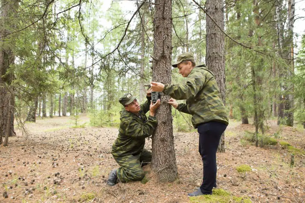 What Does PIR Mean on a Trail Camera?