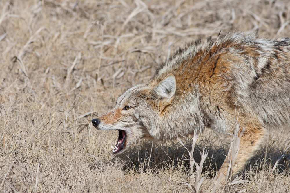 When is the Best Time of Year to Hunt Coyotes?