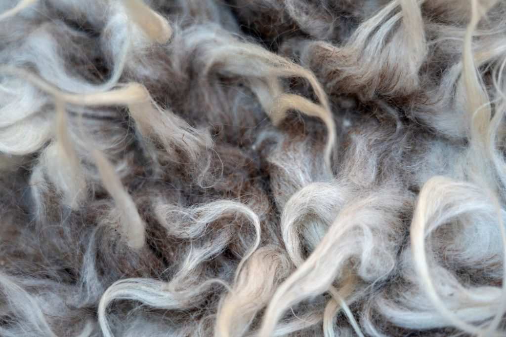 Coyote Bait Ideas - Using sheeps wool for better results