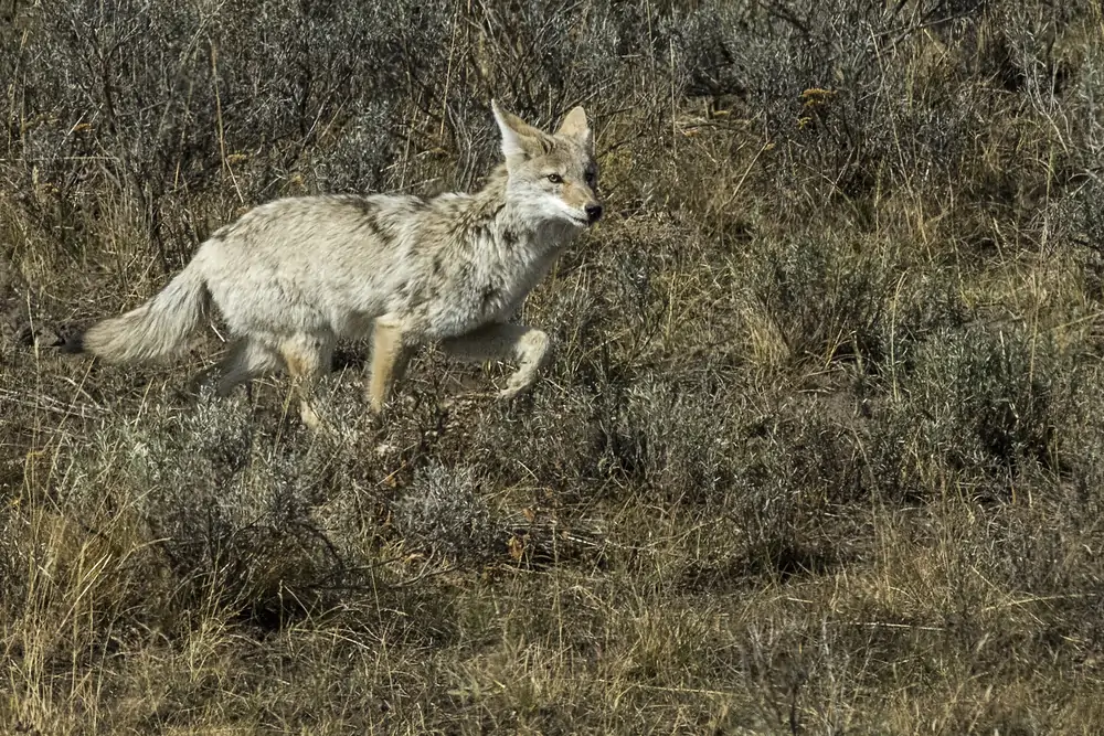 Coyote Bait Ideas