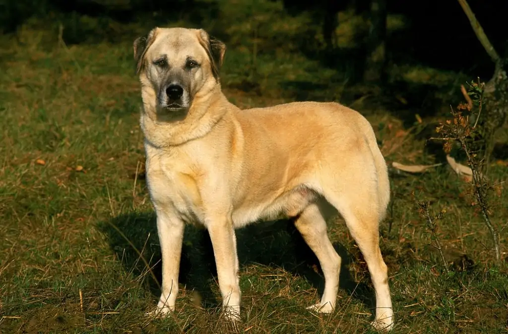 what is the best dog to protect against coyotes? - Anatolian Shepherd
