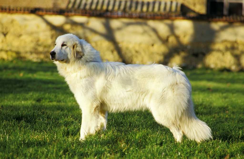 what is the best dog to protect against coyotes? - Great Pyrenees