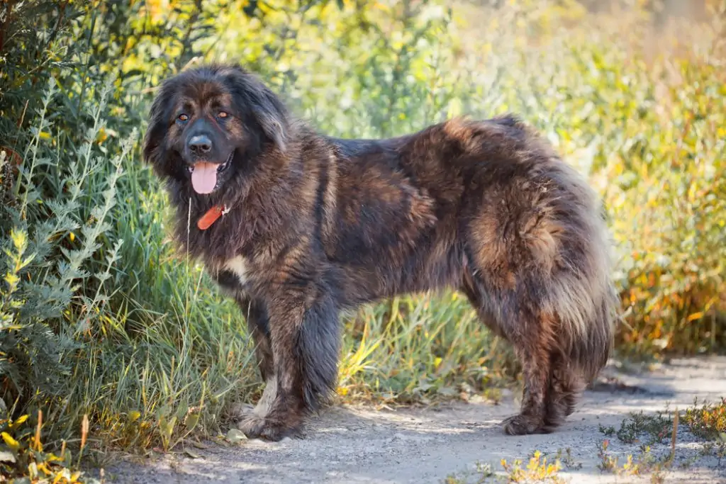 What is the Best Dog to Protect Against Coyotes? - Caucasian Shepherd
