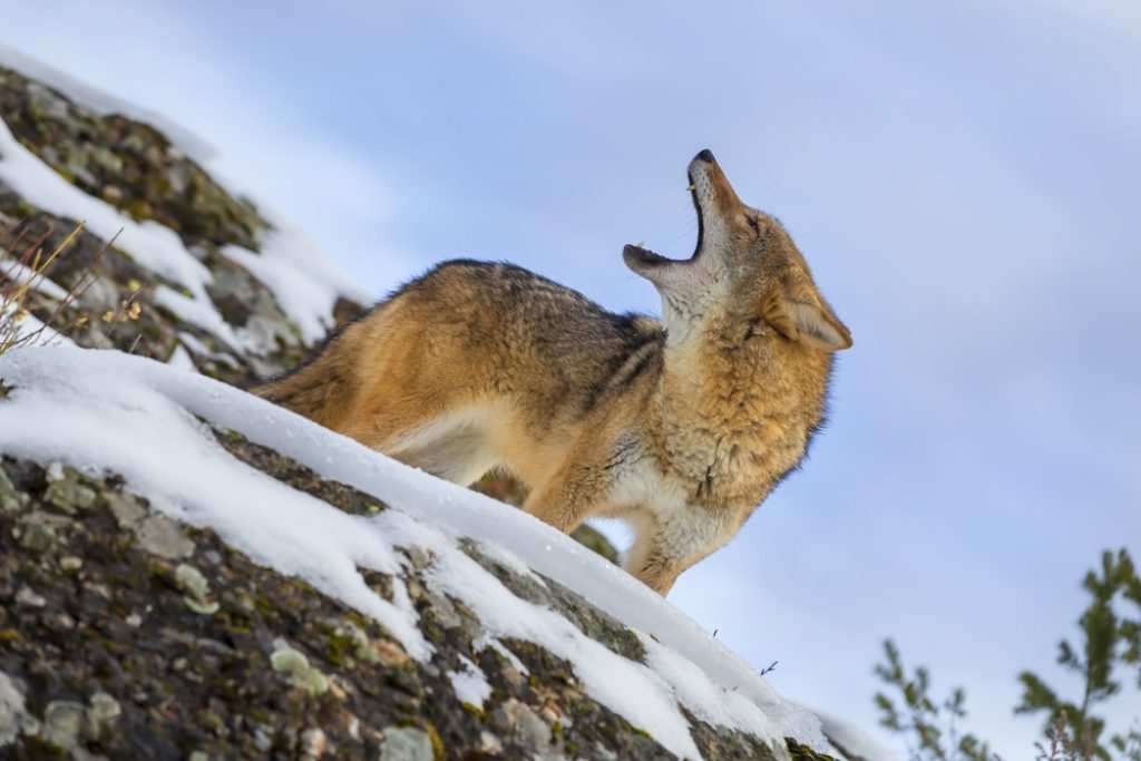 When is the Best Time of Year to Hunt Coyotes?