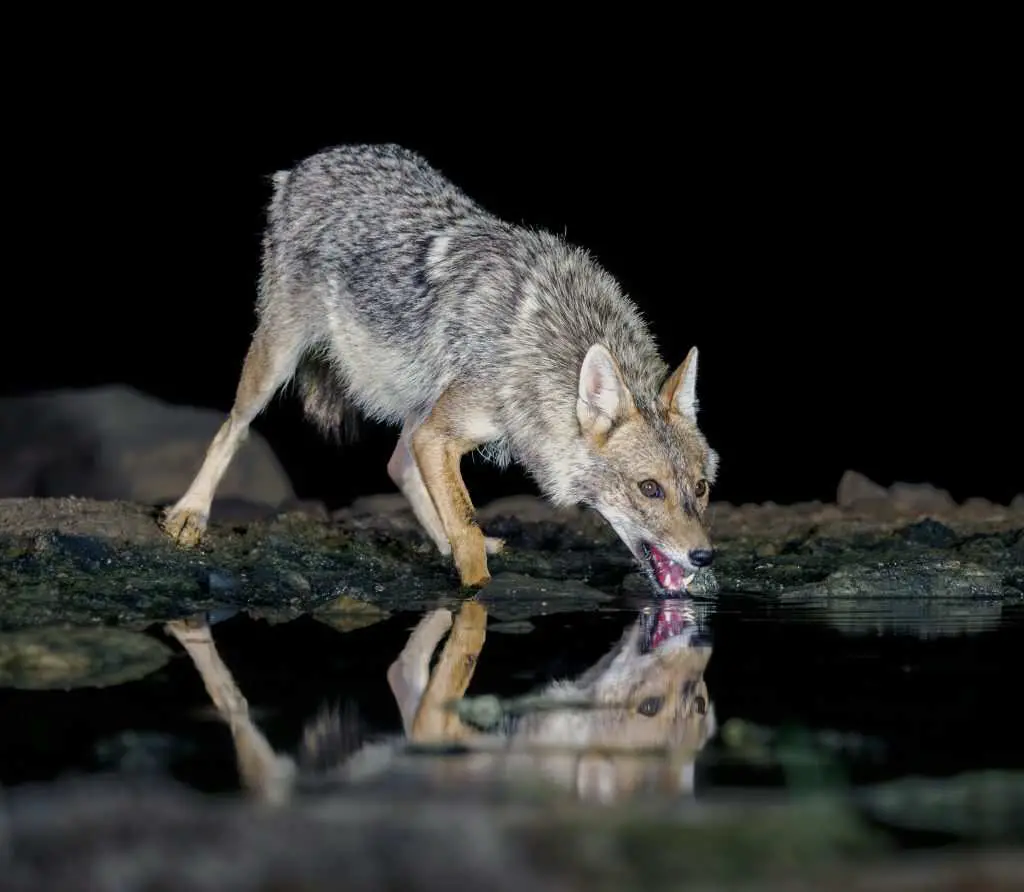 A Coyote Drinking from a pond under coyote hunting lights